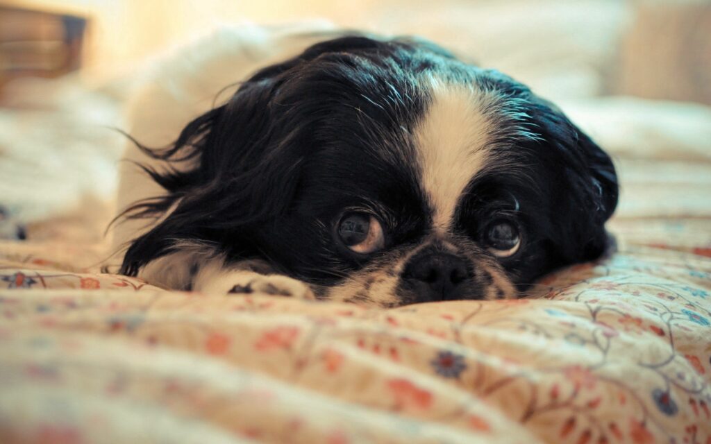 Close-Up Dog Resting on Blanket: A Touching Moment of Tranquility Wallpaper