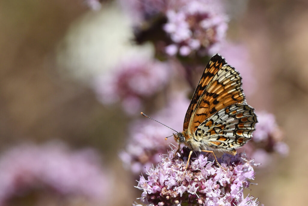 Vibrant Melitaea Phoebe Butterfly Wallpaper with Purple Flowers