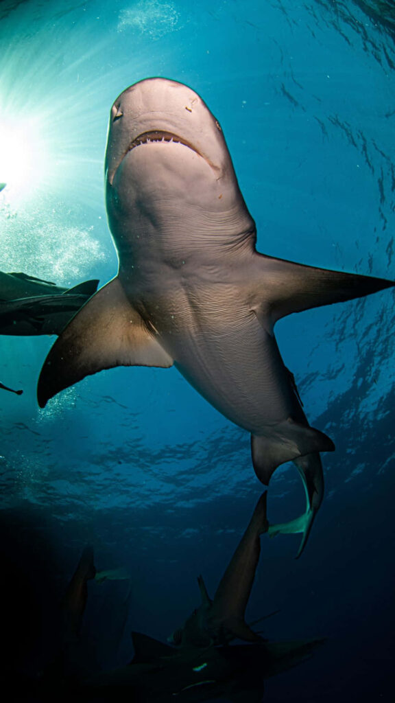 Menacing Black Shark Wallpaper: Ethereal Underwater Glow & Ambiance