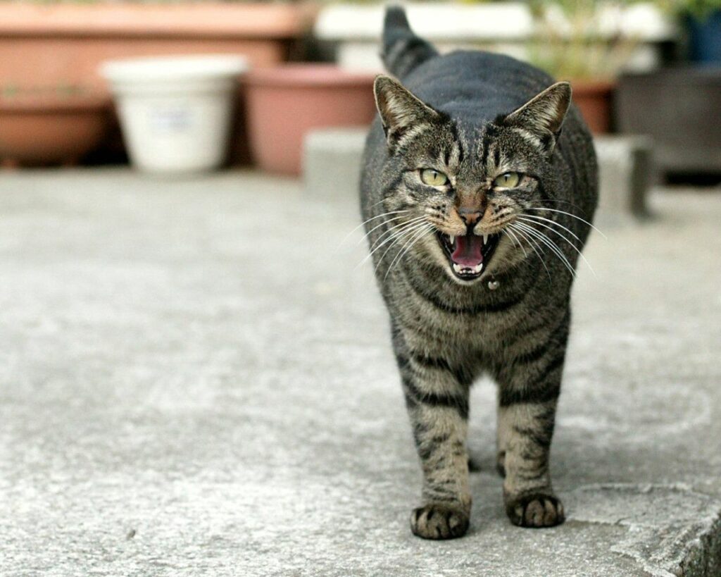 Feline Expression: Black-Striped Cat Meowing on Concrete Background Wallpaper