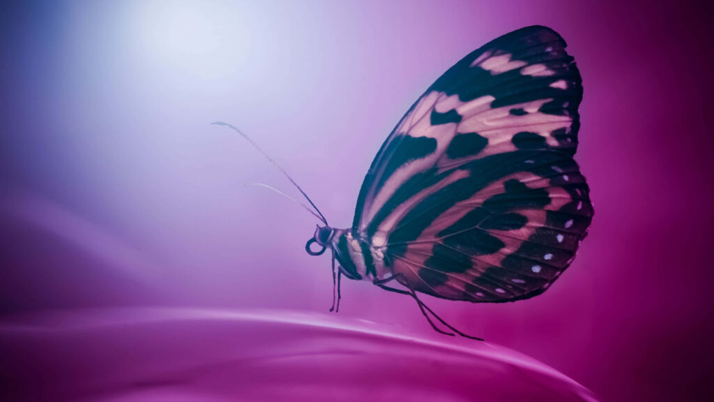 Stunning 4K Butterfly Wallpaper: Dreamy Pink & Purple Background