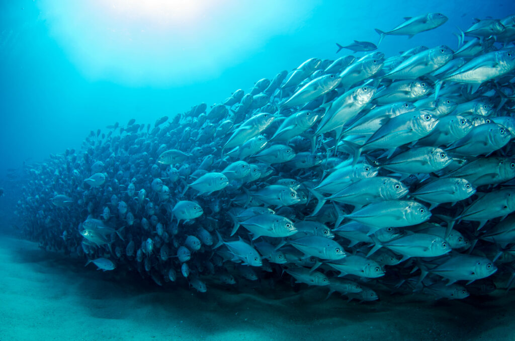 Stunning 4K Wallpaper: Shoal of Fish in Crystal-Clear Waters
