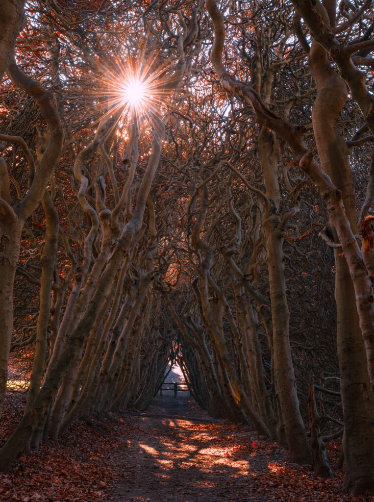 Autumn forest path with twisted branches and warm sunlight highlighting orange leaves tunnel Wallpaper