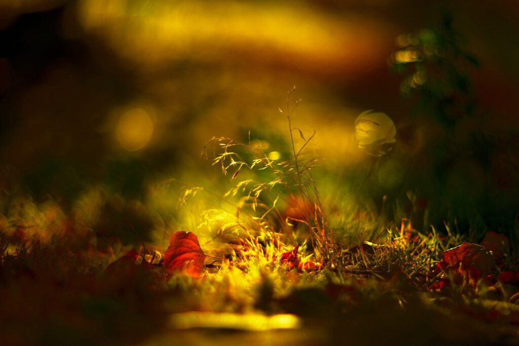 Autumn Foliage Wallpaper: Sunlight & Golden Hues on Grassy Surface