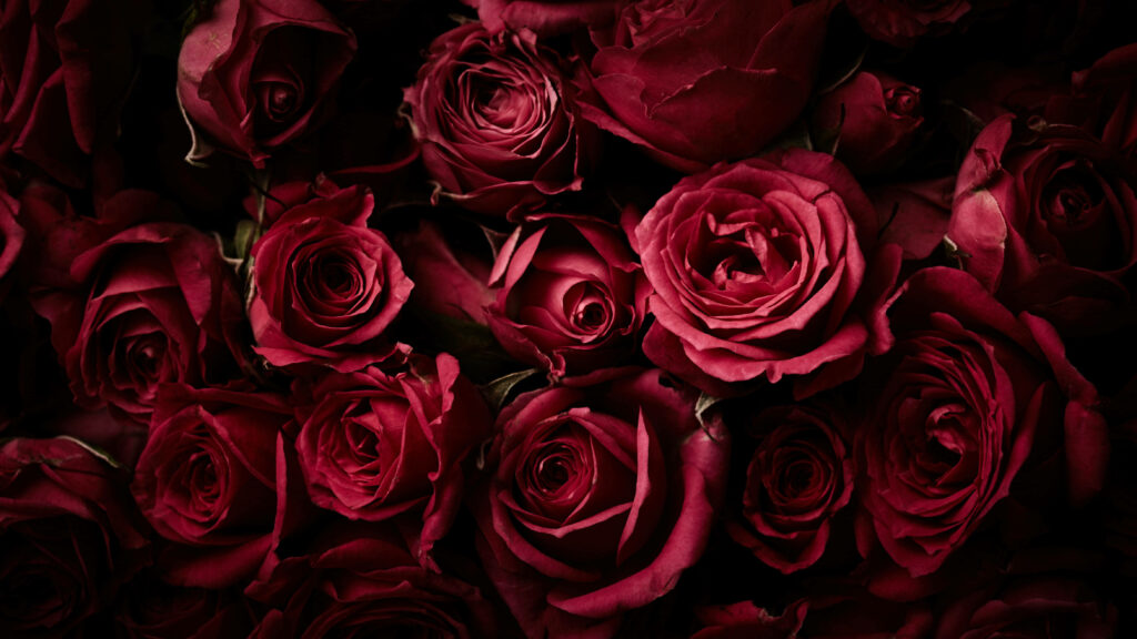 Vibrant Blooms: Captivating Close-up of Deep Red Roses - 4K Wallpaper for a Mesmerizing Red Roses Background