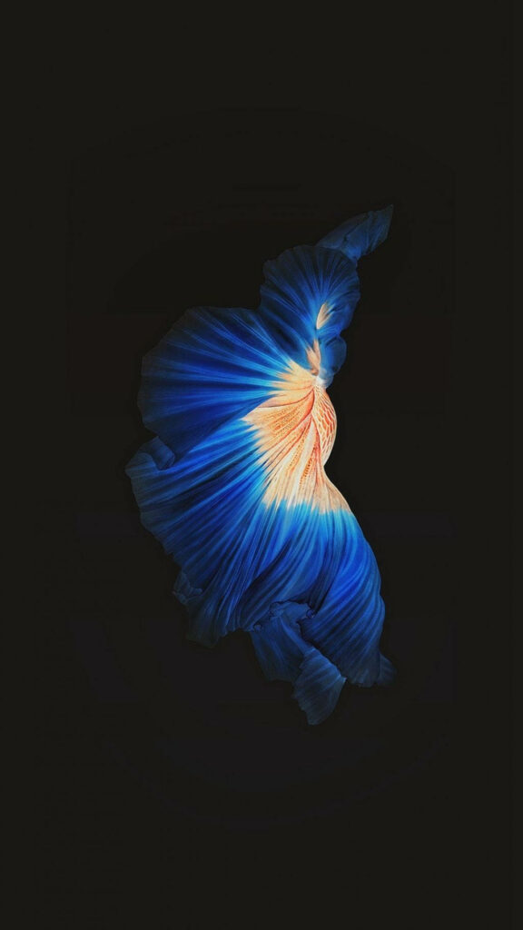 Dual-Toned Beauty: Mesmerizing Betta Fighting Fish as Immersive Iphone Live Wallpaper