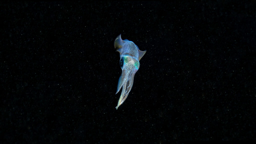 Mesmerizing Bioluminescent Squid Wallpaper - Underwater Beauty