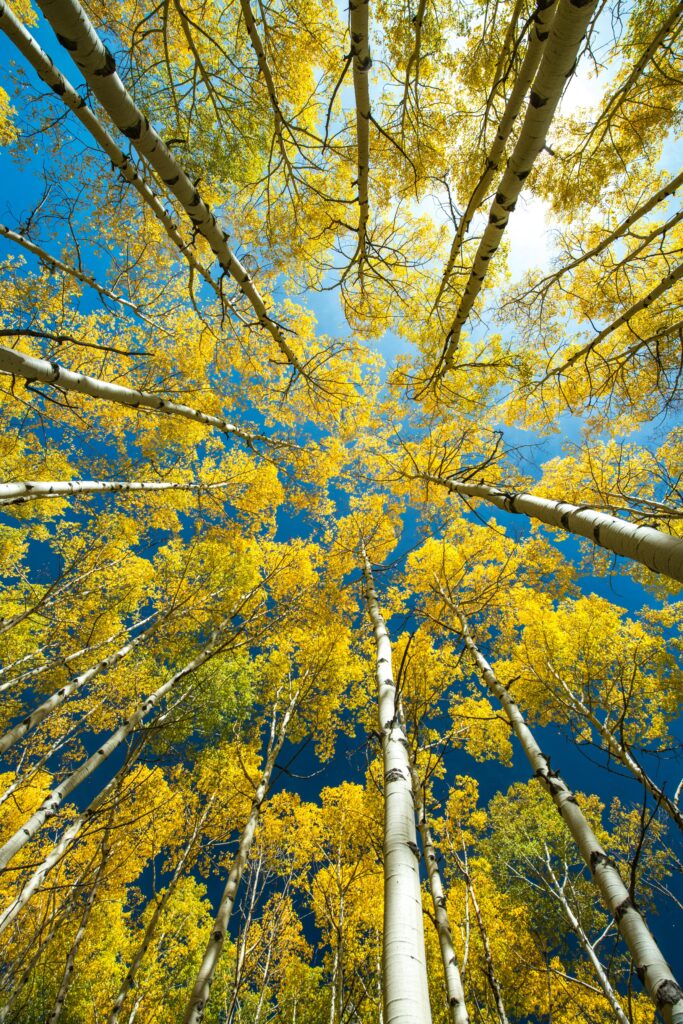 Bottom view of tall birch trees with white trunks and golden leaves against blue sky wallpaper