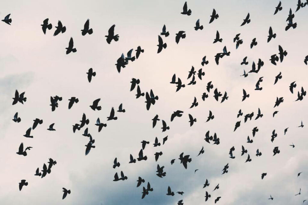 Mesmerizing Black Birds Flock in Cloudy Sky Background Wallpaper