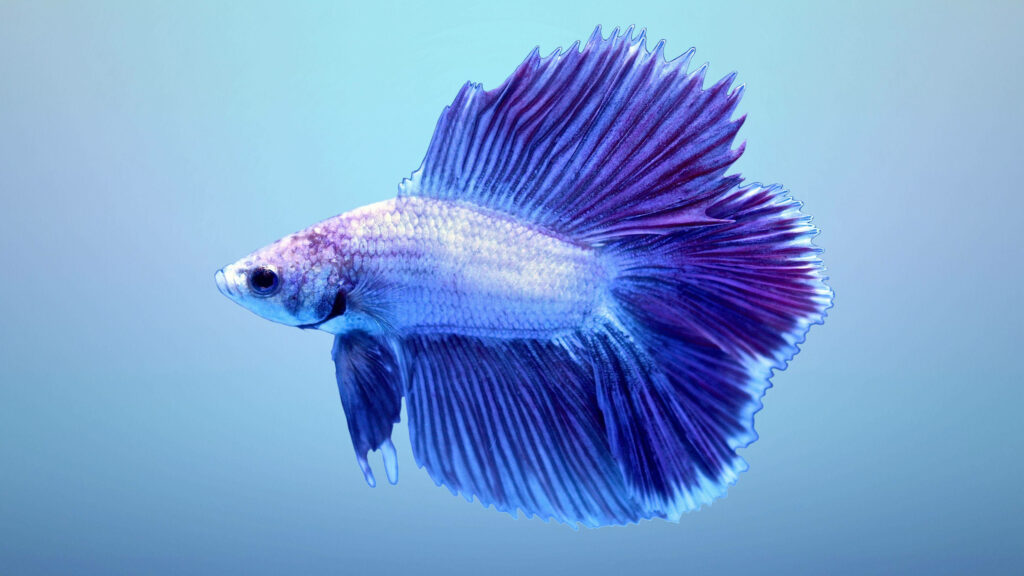 Blue Beauty: Captivating Betta Fish in Serene Aqua Surroundings Wallpaper