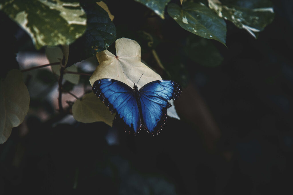 Tranquil Blue Butterfly on Leaf - Nature Wallpaper Background