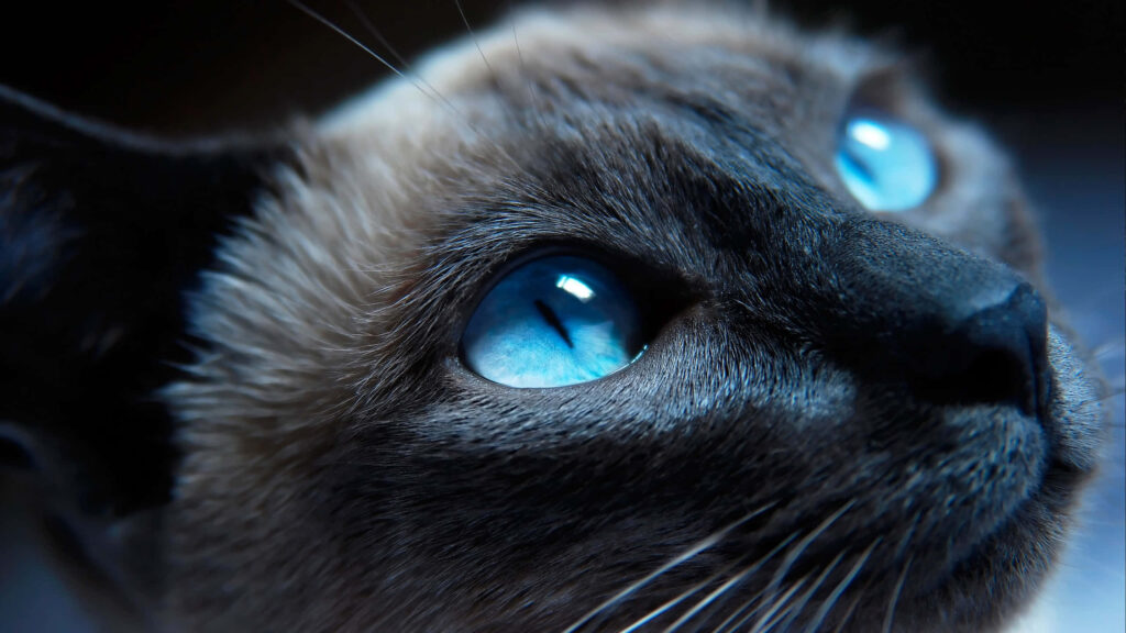 Closeup of a cat with glowing blue eyes soft fur dramatic lighting serene cool blue shadows wallpaper