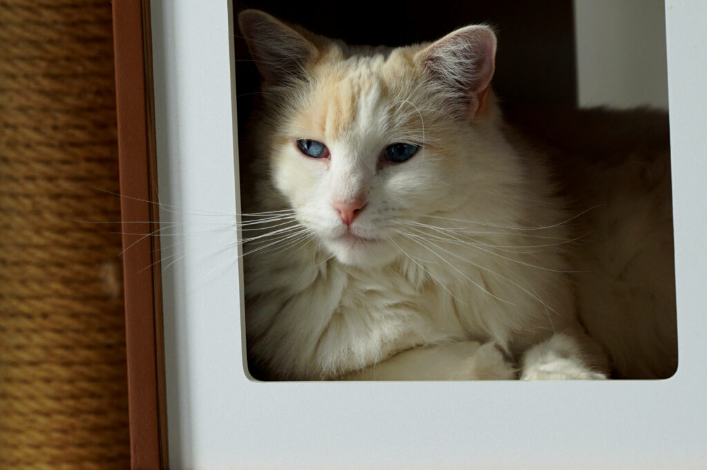 Dreamy Feline: Mesmerizing Blue-Eyed Cat in a Captivating Aesthetic Setting Wallpaper