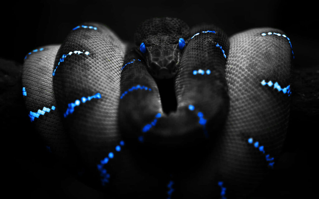Mesmerizing Snake with Blue Markings in Mysterious Habitat Wallpaper