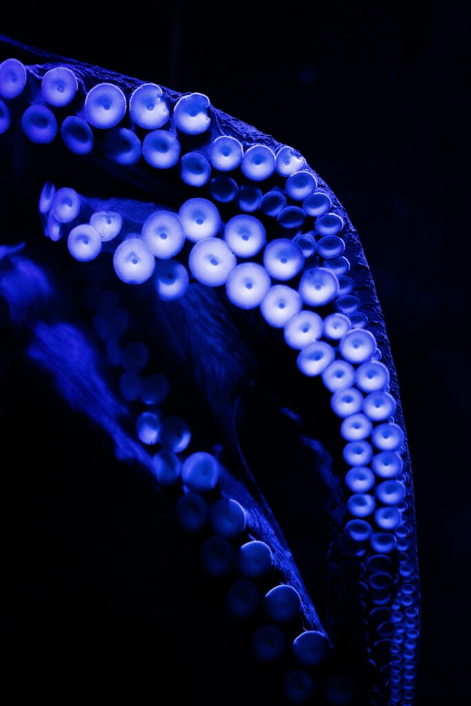 Mesmerizing Blue Octopus Tentacles - Intricate Underwater Wallpaper