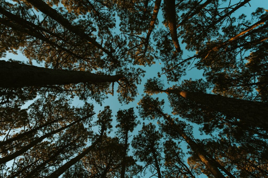 Bottom-up view of dense forest with tall tree silhouettes and clear blue sky wallpaper background