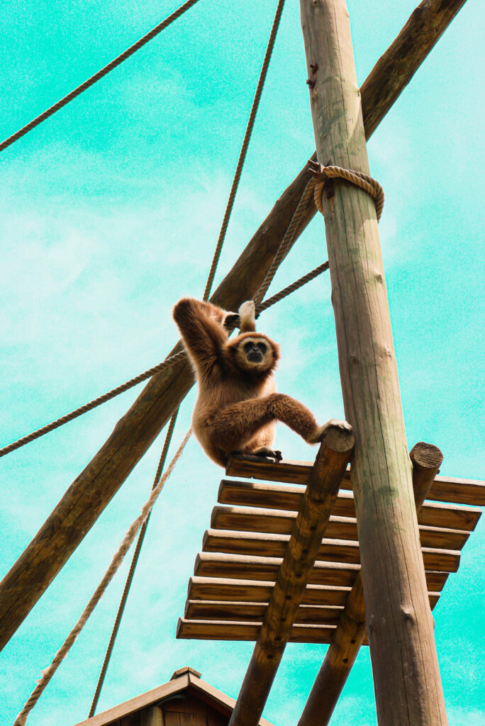 Dynamic Brown Gibbon Showcases Impressive Rope Skills against Scenic High Post Backdrop Wallpaper