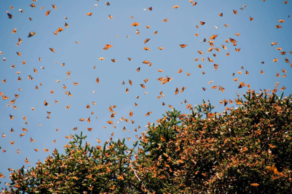Vibrant Butterfly Migration Wallpaper Against Clear Blue Sky