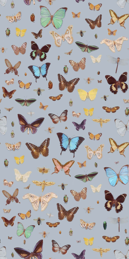 Stunning Butterfly Wallpaper: Monarchs & Colorful Patterns