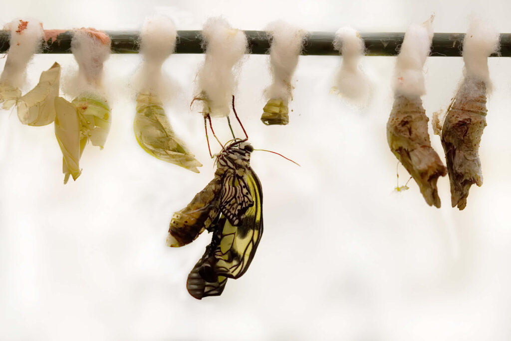 Transformative Wallpaper: Butterfly Emerging from Chrysalis Background