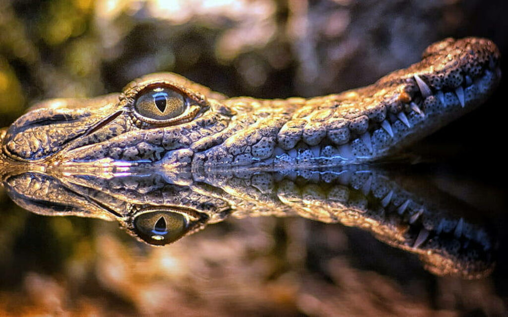 Mesmerizing Caiman Snout Reflection Wallpaper: Primal Beauty Close-Up