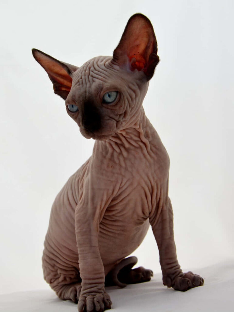 Elegant Canadian Sphynx Cat Wallpaper: Mesmerizing Blue Eyes & Charm