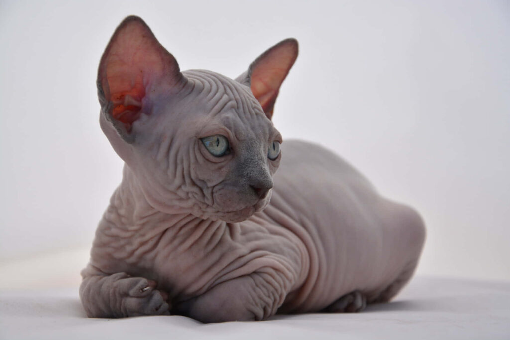 Mesmerizing Sphynx Cat Wallpaper: Graceful and Captivating Design