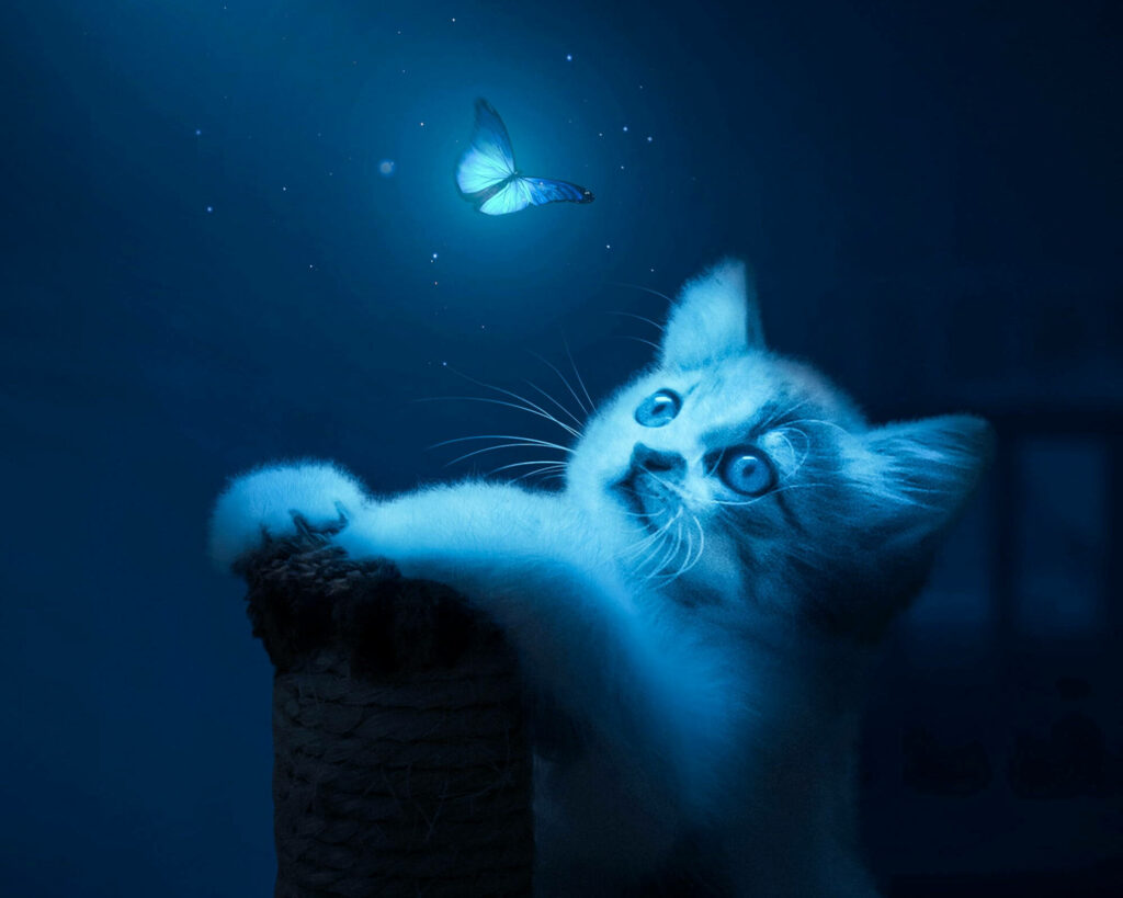 Curious Cat & Glowing Butterfly: Serene Blue Wallpaper Background