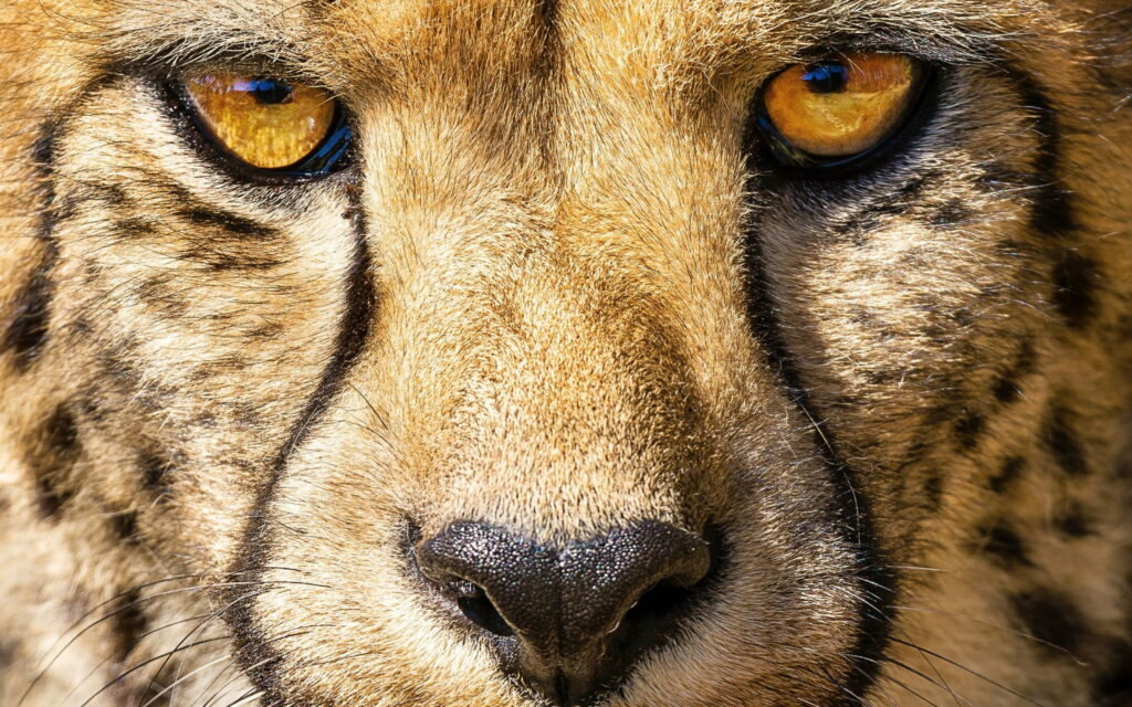 Fierce Gaze: Majestic Cheetah Captivating with Its Piercing Eyes Wallpaper