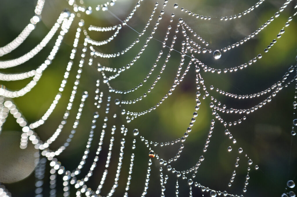 Mesmerizing Dewy Cobweb Close-Up: Soft Blur Wallpaper Background