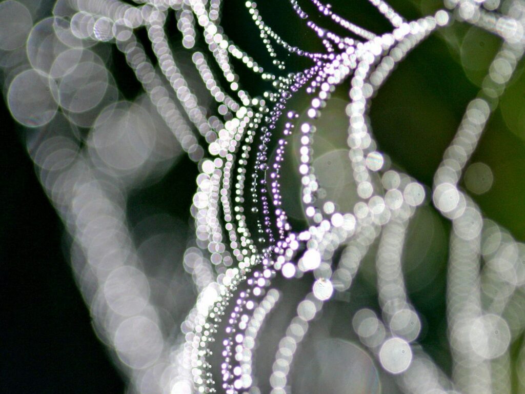 Mesmerizing Cobweb Wallpaper: Shimmering Water Droplets & Bokeh