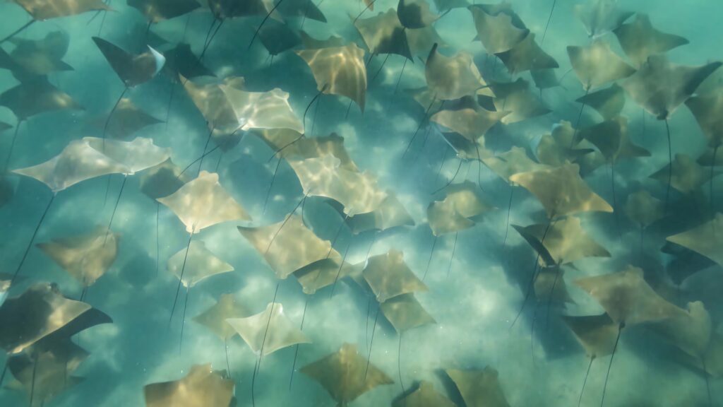 Underwater wallpaper with a school of cownose rays gliding in clear turquoise ocean waters