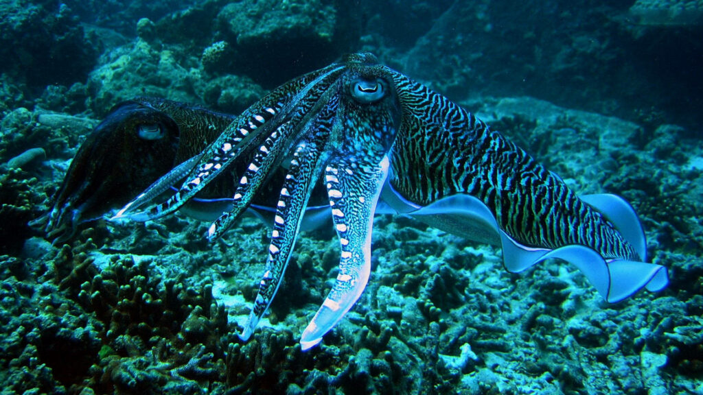 Mesmerizing Cuttlefish Wallpaper: Serene Deep Ocean Scene