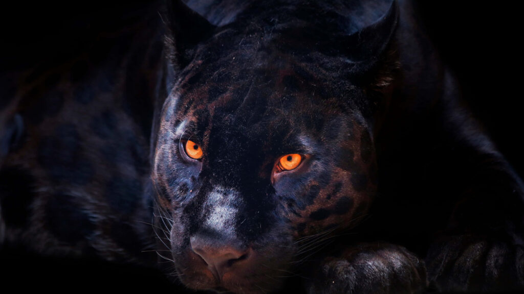 Enigmatic Dark Panther Wallpaper with Piercing Orange Eyes