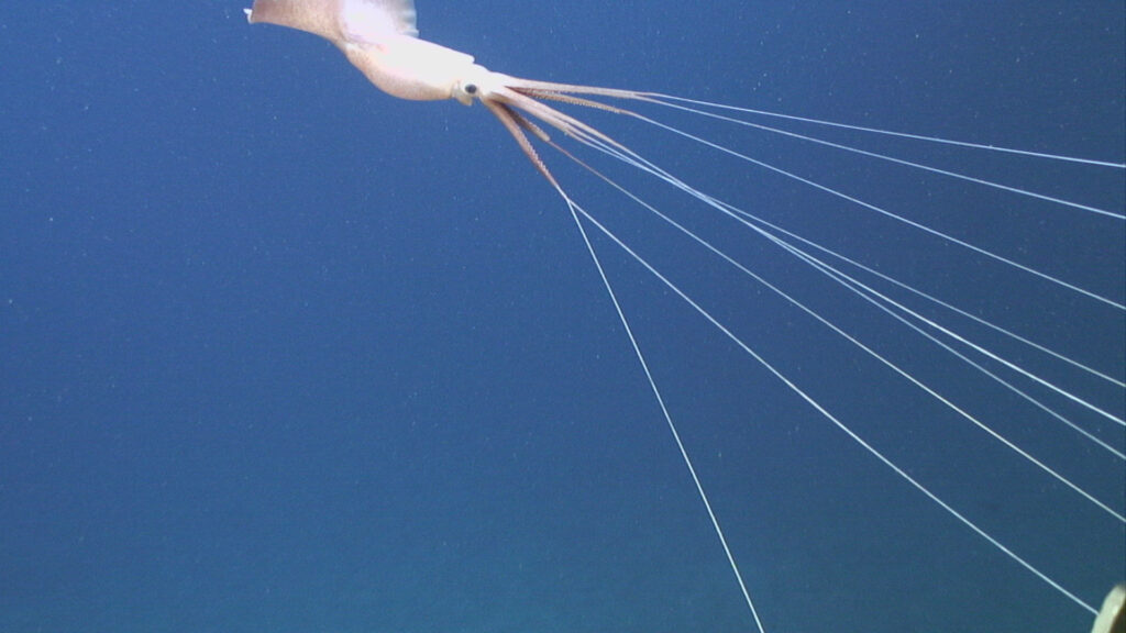 Captivating Deep-Sea Squid: Ethereal Contrast in Deep Blue Background Wallpaper