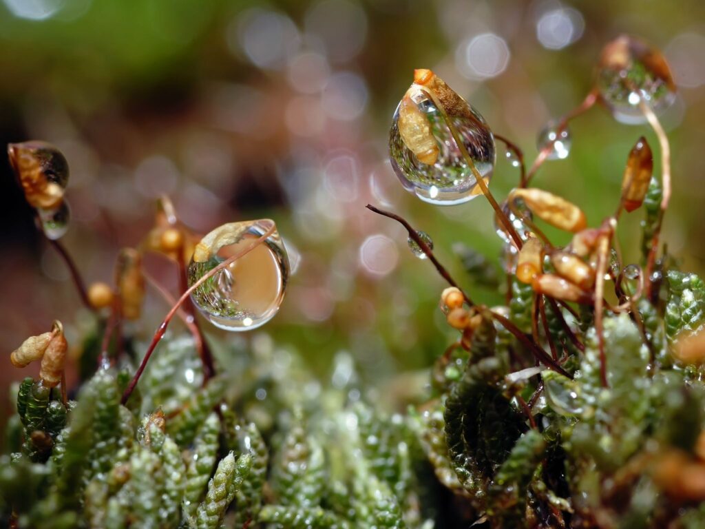 Vibrant Grass with Dew Drops & Spider Webs - Nature Wallpaper