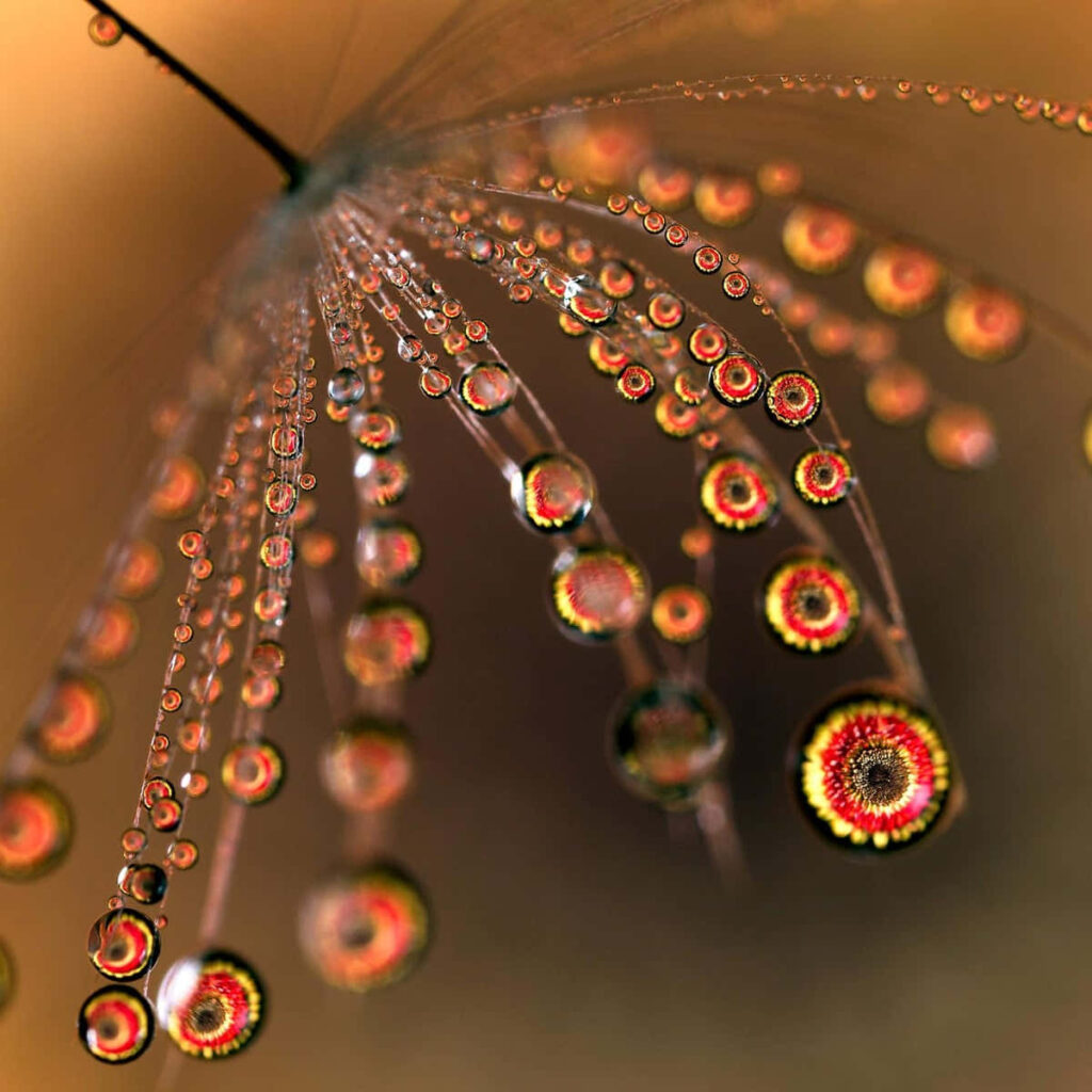 Mesmerizing Dewdrops: Floral Reflections in a Soft Wallpaper Background