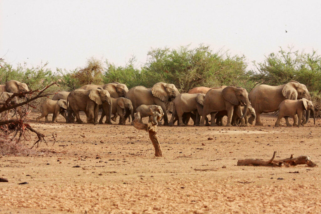 Serene Elephant Herd Wallpaper - Majestic African Landscape Background