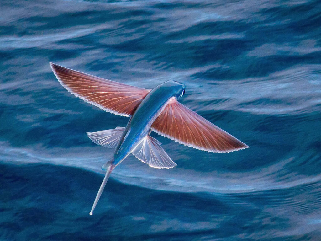 Mesmerizing Flying Fish Wallpaper: Graceful Ocean Scene Background