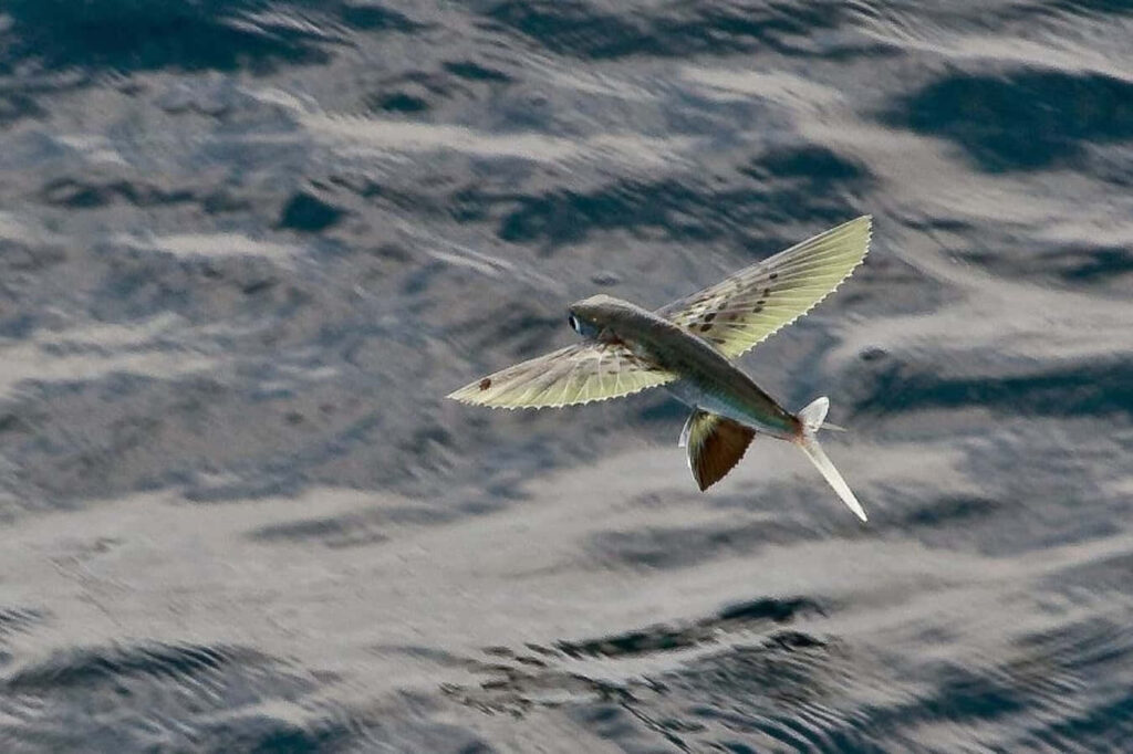 Graceful Flying Fish Wallpaper: Ocean's Beauty & Freedom