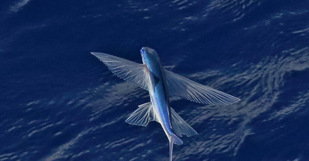 Stunning Flying Fish Wallpaper: Graceful Marine Life Over Ocean Waves