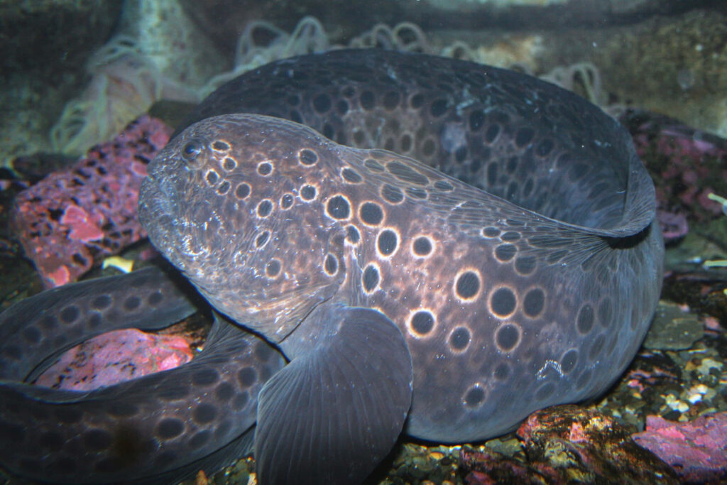 Glossy eel with striking circular patterns swimming near coral and rocky underwater textures wallpaper