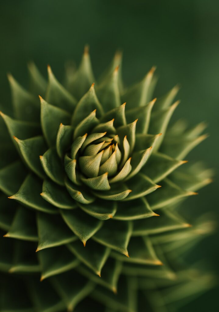 Geometric Green Succulent Macro Shot for Stunning Wallpaper Background