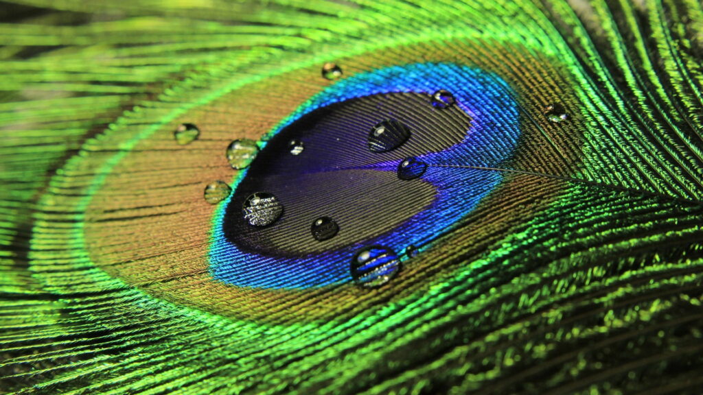 Peacock's Plumage: A Mesmerizing Tapestry of Azure and Emerald Wallpaper