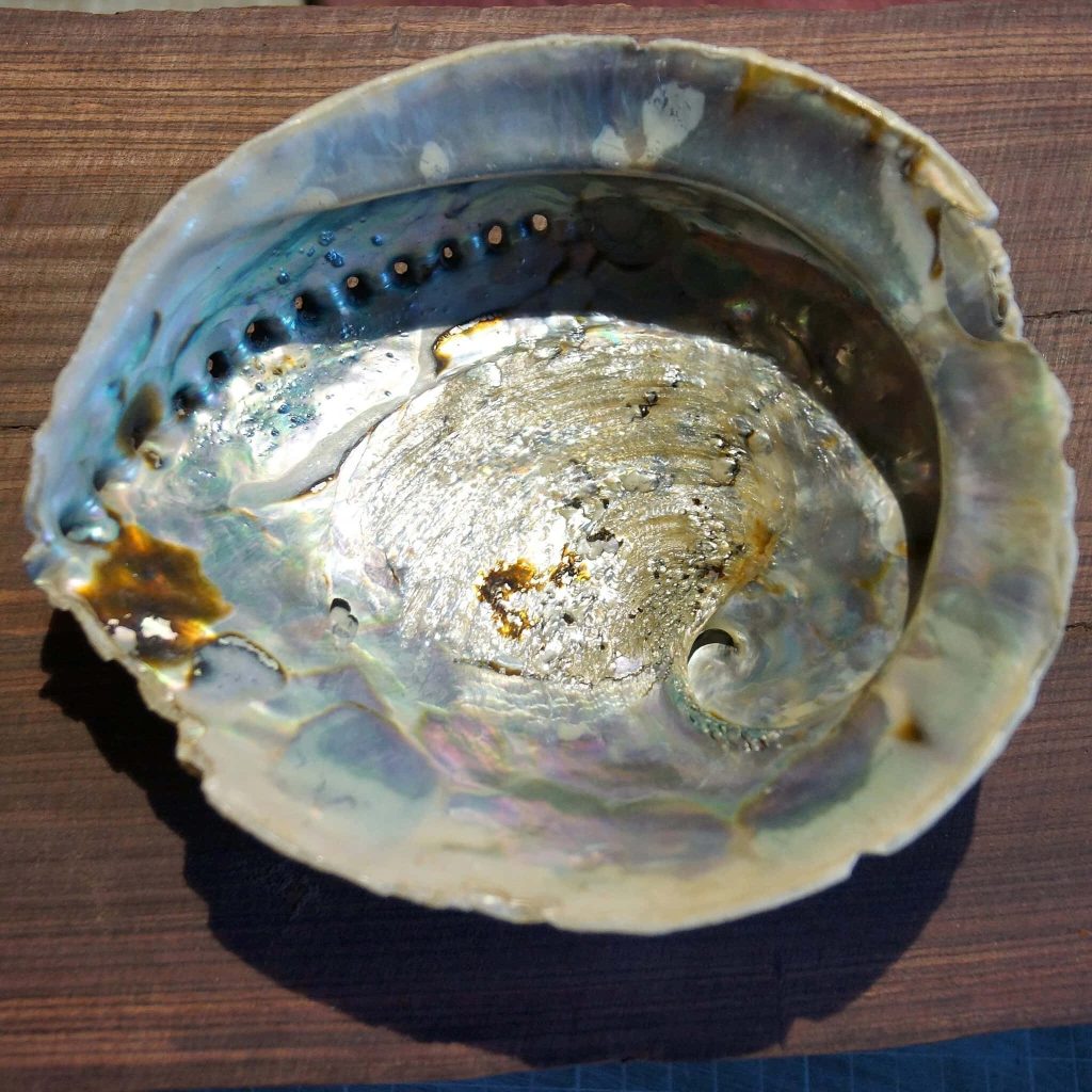 Close up of iridescent Haliotis abalone shell with blue silver swirls on rustic wooden background Wallpaper