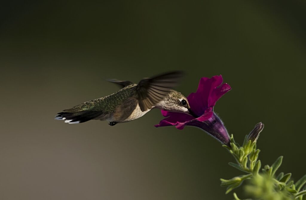 Stunning Hummingbird Macro Wallpaper: Nature's Vivid Beauty