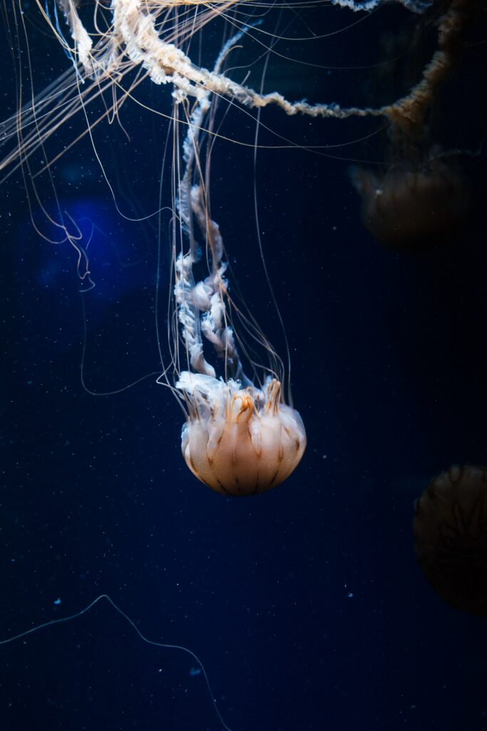 Mesmerizing Jellyfish Wallpaper: Enchanting Underwater Scene