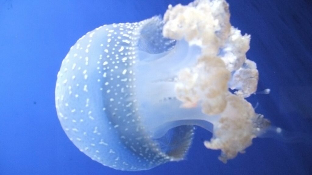 Mesmerizing Jellyfish Wallpaper - Serene Oceanic Background 1920x1080