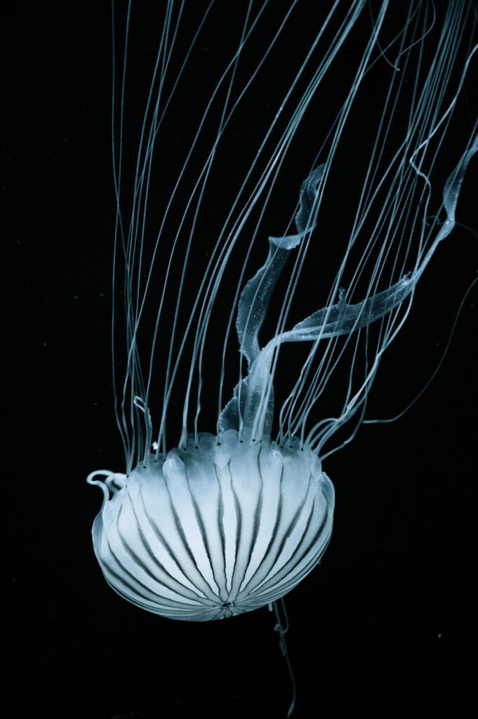 Beautiful Jellyfish Underwater Wallpaper - Serene Ocean Background