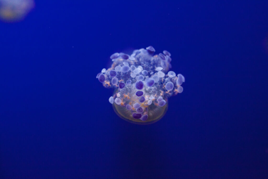 Mesmerizing Jellyfish Wallpaper: Enchanting Underwater Background